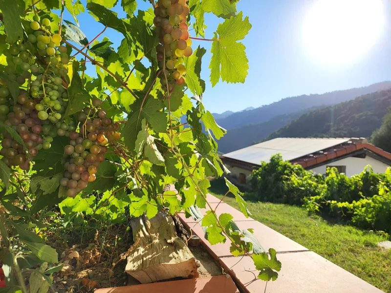 Finca - Cortijo in Genalguacil